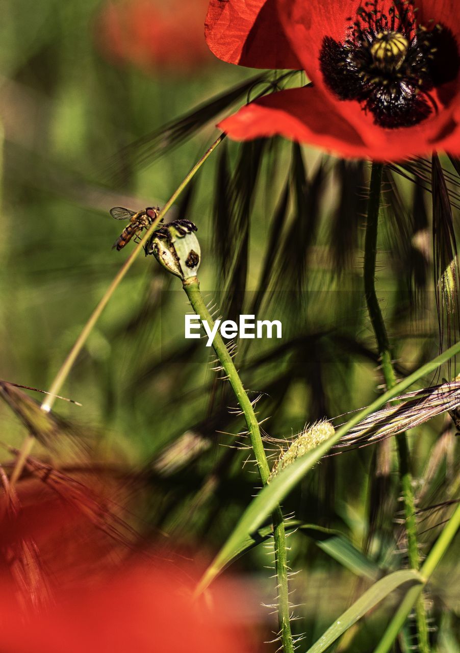 CLOSE-UP OF CATERPILLAR ON FLOWER