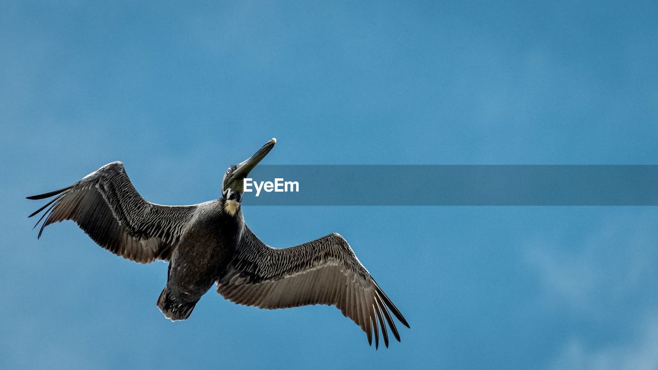 Close shot looking up at a pelican flying against a blue sky