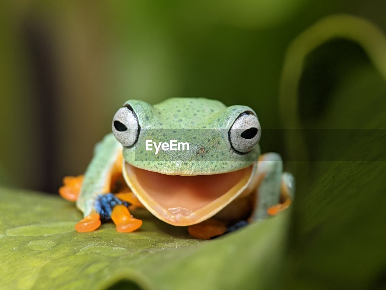 CLOSE-UP OF FROG ON PLANT