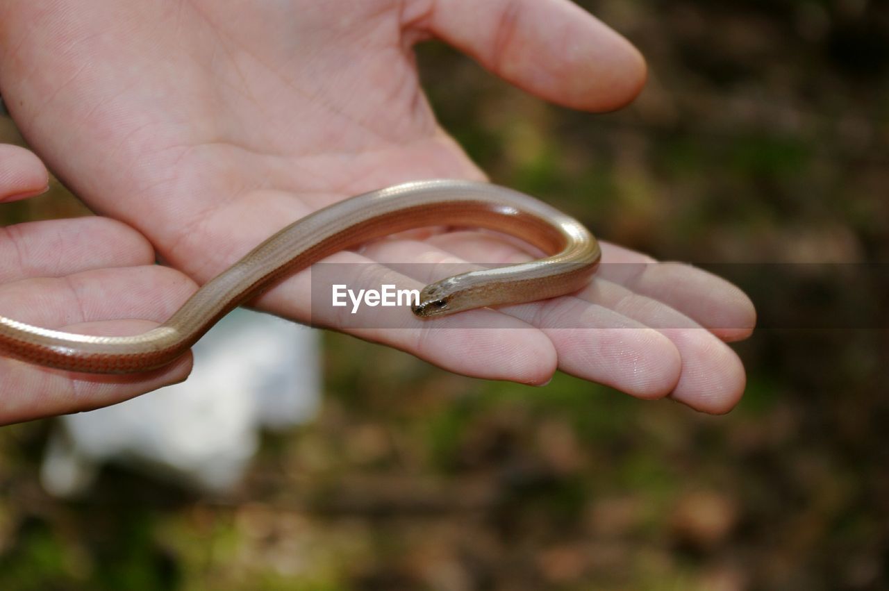 Cropped image of hand holding slow worm