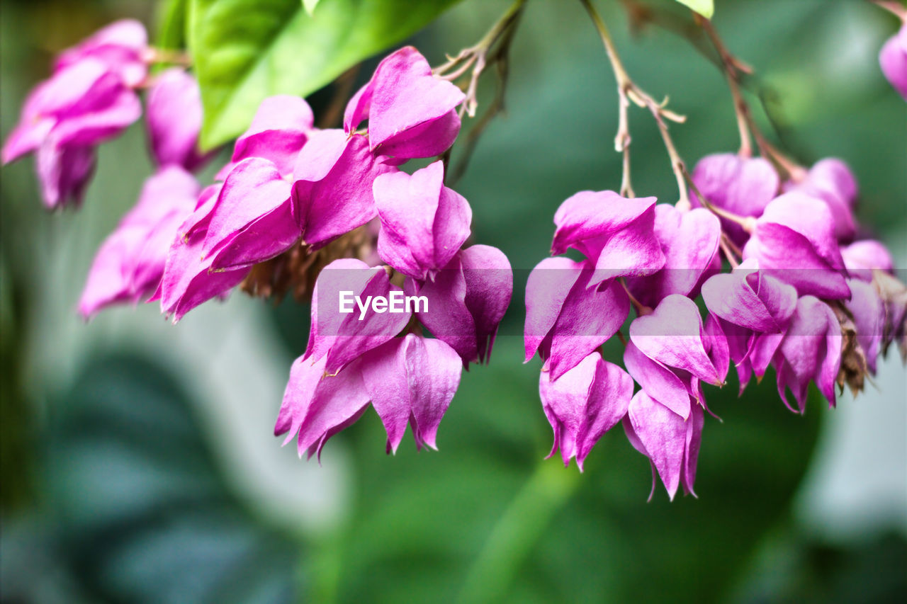 Bleeding heart vine flower clerodendrum thomsoniae also known as bleeding glory-bower