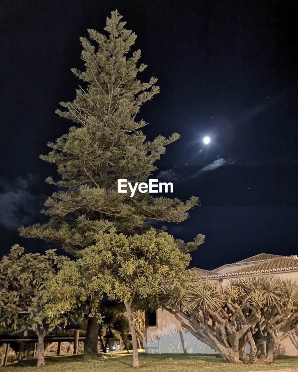 LOW ANGLE VIEW OF ILLUMINATED TREE AGAINST SKY