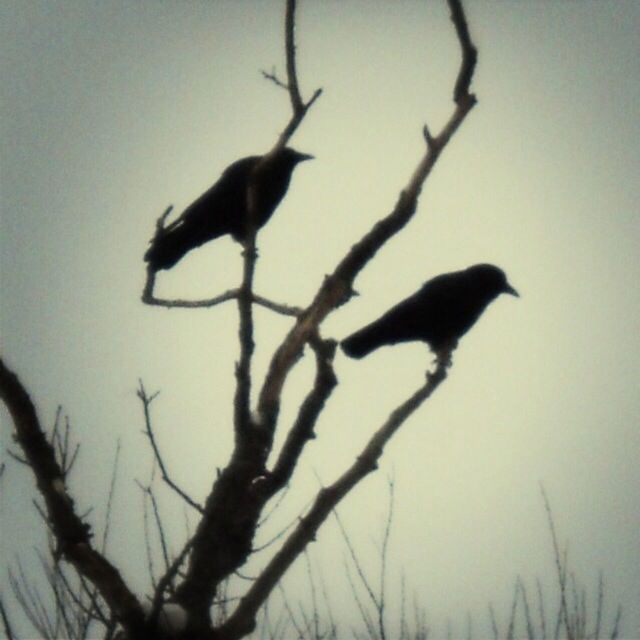 LOW ANGLE VIEW OF BIRDS PERCHING ON TREE