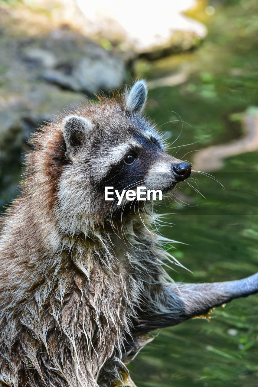 Close-up of a racoon
