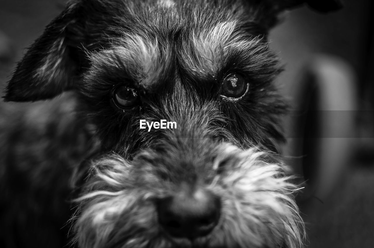 dog, pet, one animal, mammal, animal themes, domestic animals, animal, canine, black, black and white, portrait, monochrome, close-up, monochrome photography, animal body part, looking at camera, schnauzer, animal hair, puppy, animal head, carnivore, no people, terrier, focus on foreground, cute, lap dog