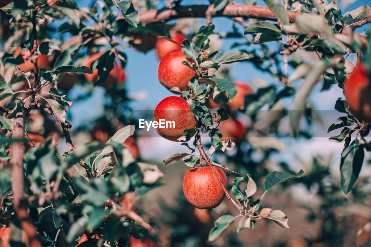 Beautiful ripe red apples on branches in orchard garden. organic sweet fruits hanging on apple tree