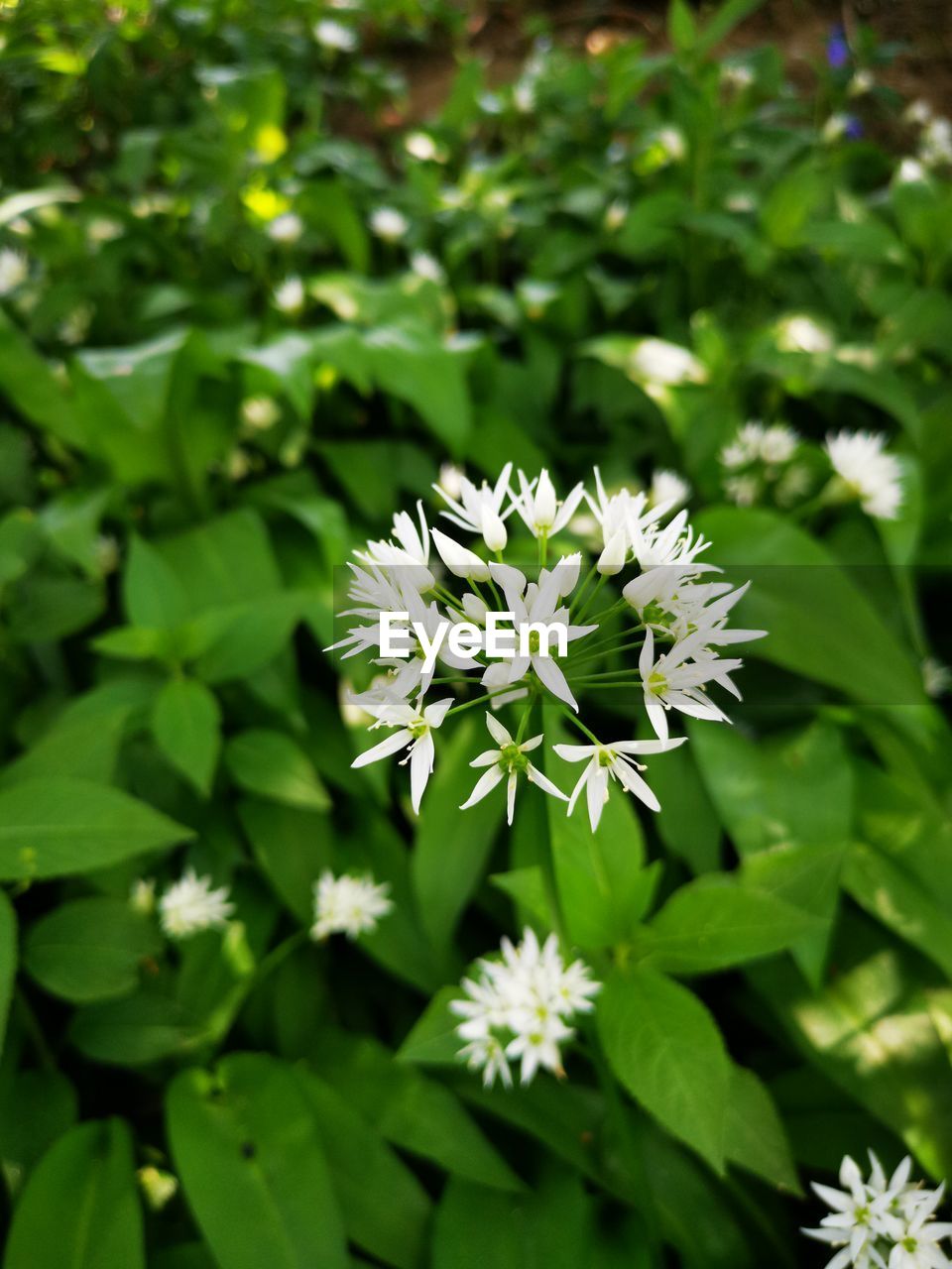 CLOSE-UP OF WHITE FLOWERING PLANT AGAINST GREEN LEAVES