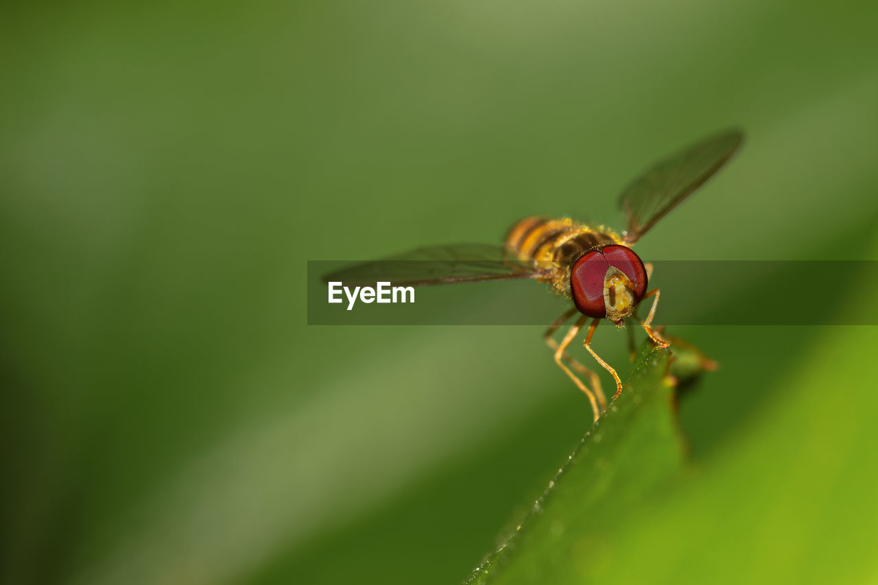 CLOSE-UP OF HOUSEFLY