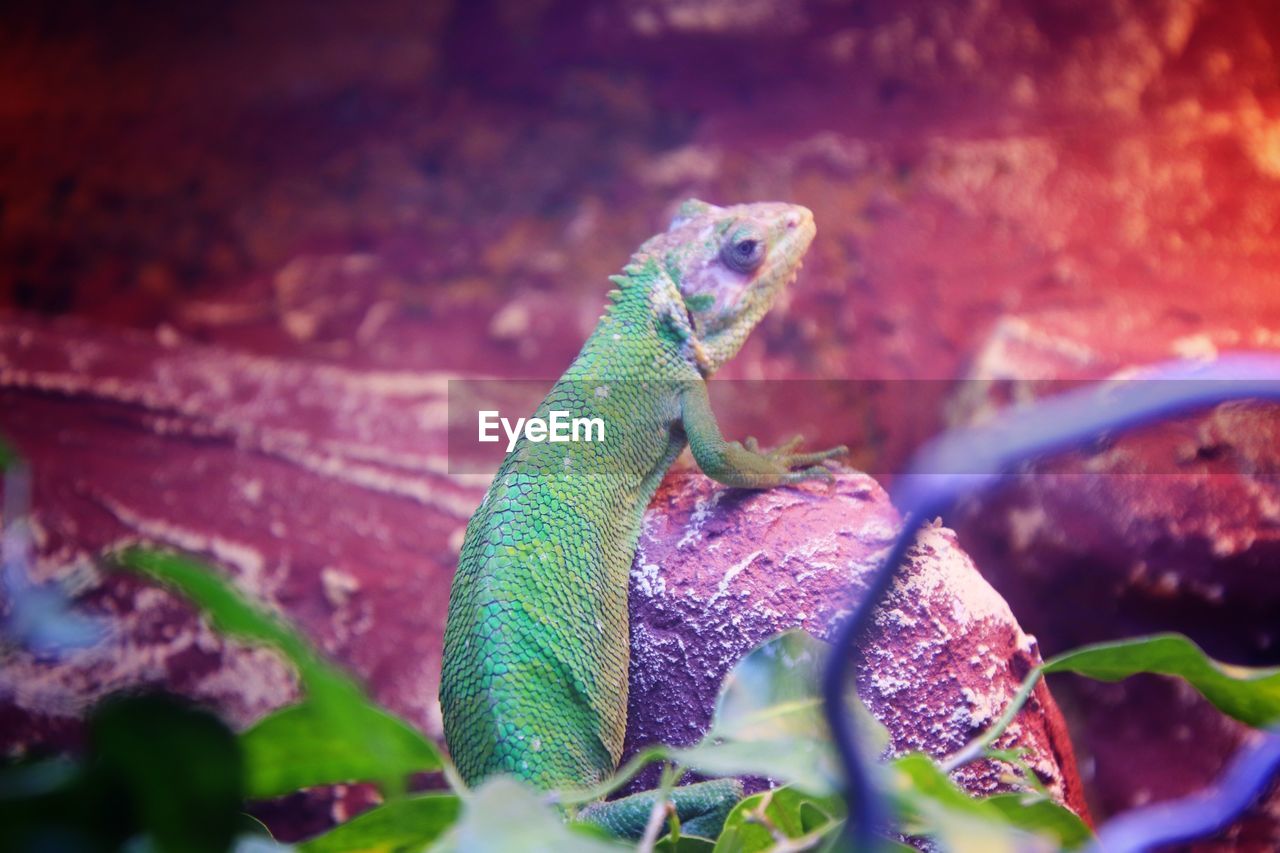 CLOSE-UP OF LIZARD ON LEAF