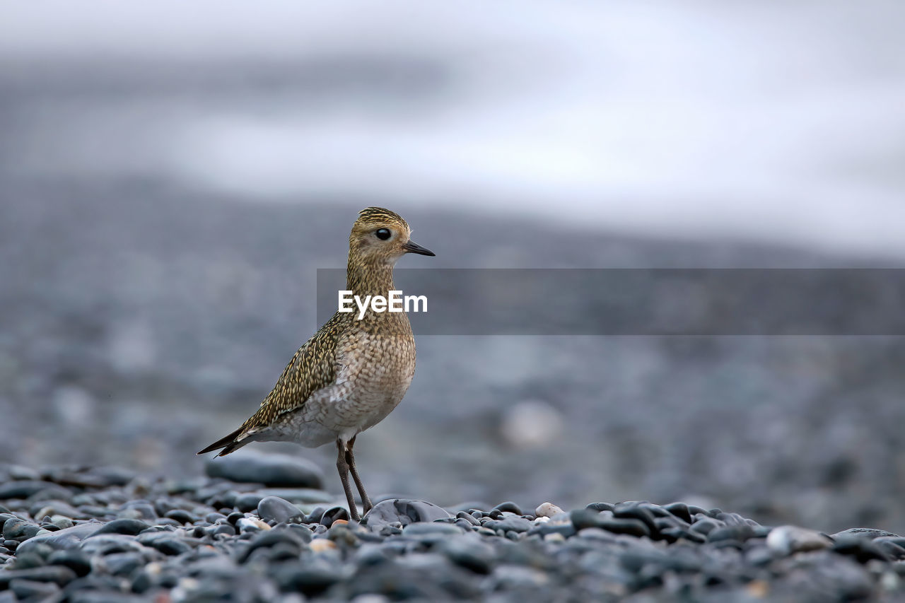 animal themes, animal, animal wildlife, bird, wildlife, one animal, close-up, nature, selective focus, no people, beak, day, full length, rock, outdoors, water, side view, sandpiper, focus on foreground, environment, perching, land