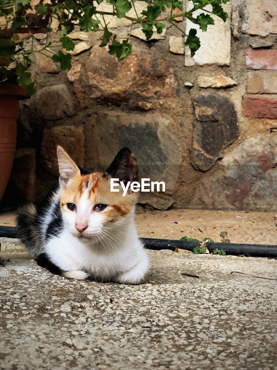 CAT SITTING ON WALL