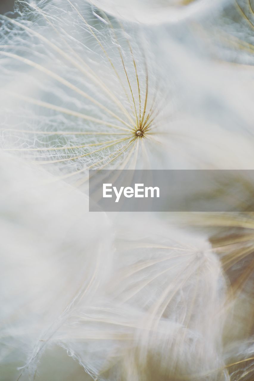 Close-up of white dandelion