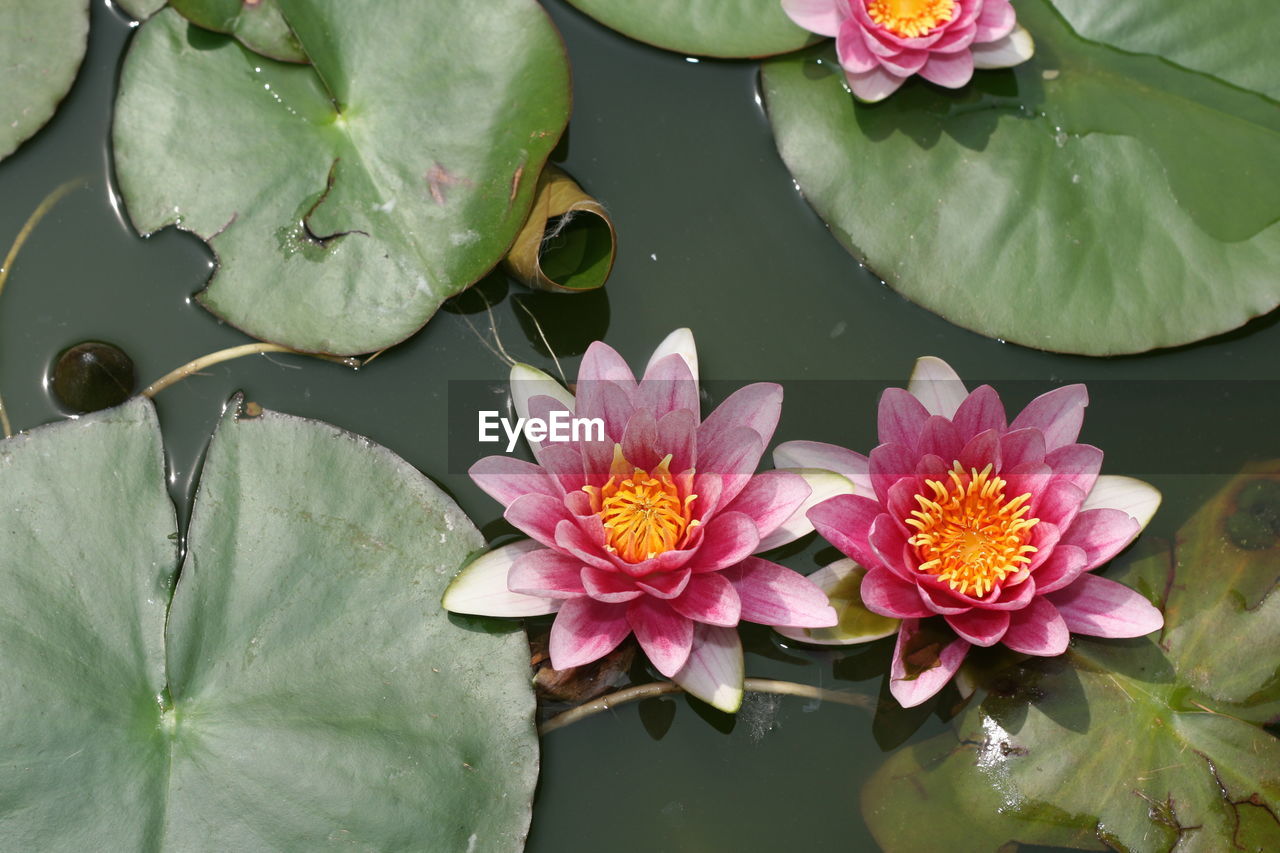 PINK WATER LILY IN LAKE