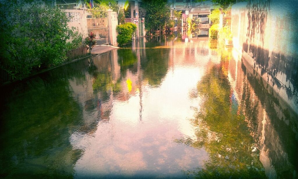 REFLECTION OF TREES IN WATER