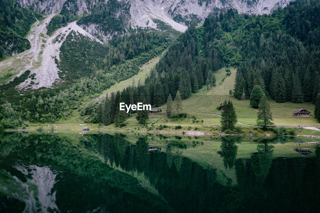 Panoramic view of pine trees by lake in forest