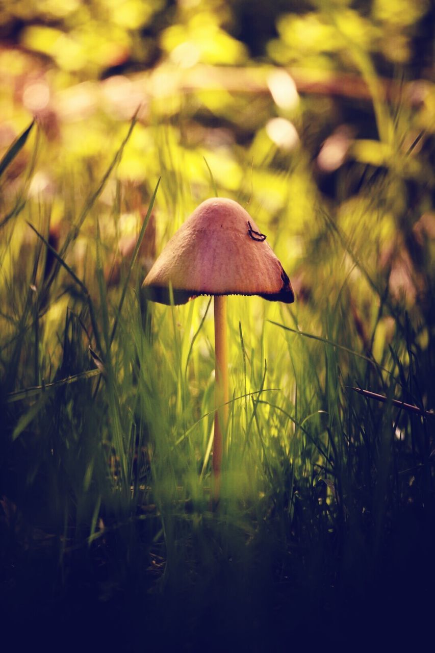 Close-up of mushroom growing on grassy field