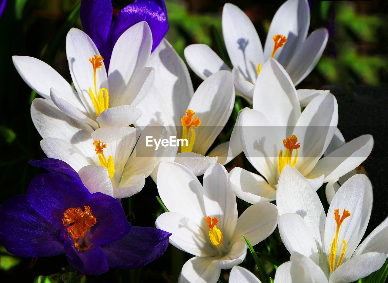 Close-up of white crocus flowers