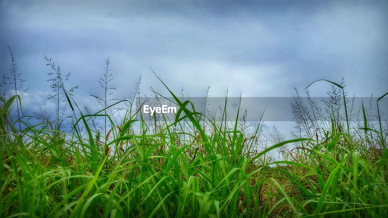 Grass growing on field against cloudy sky