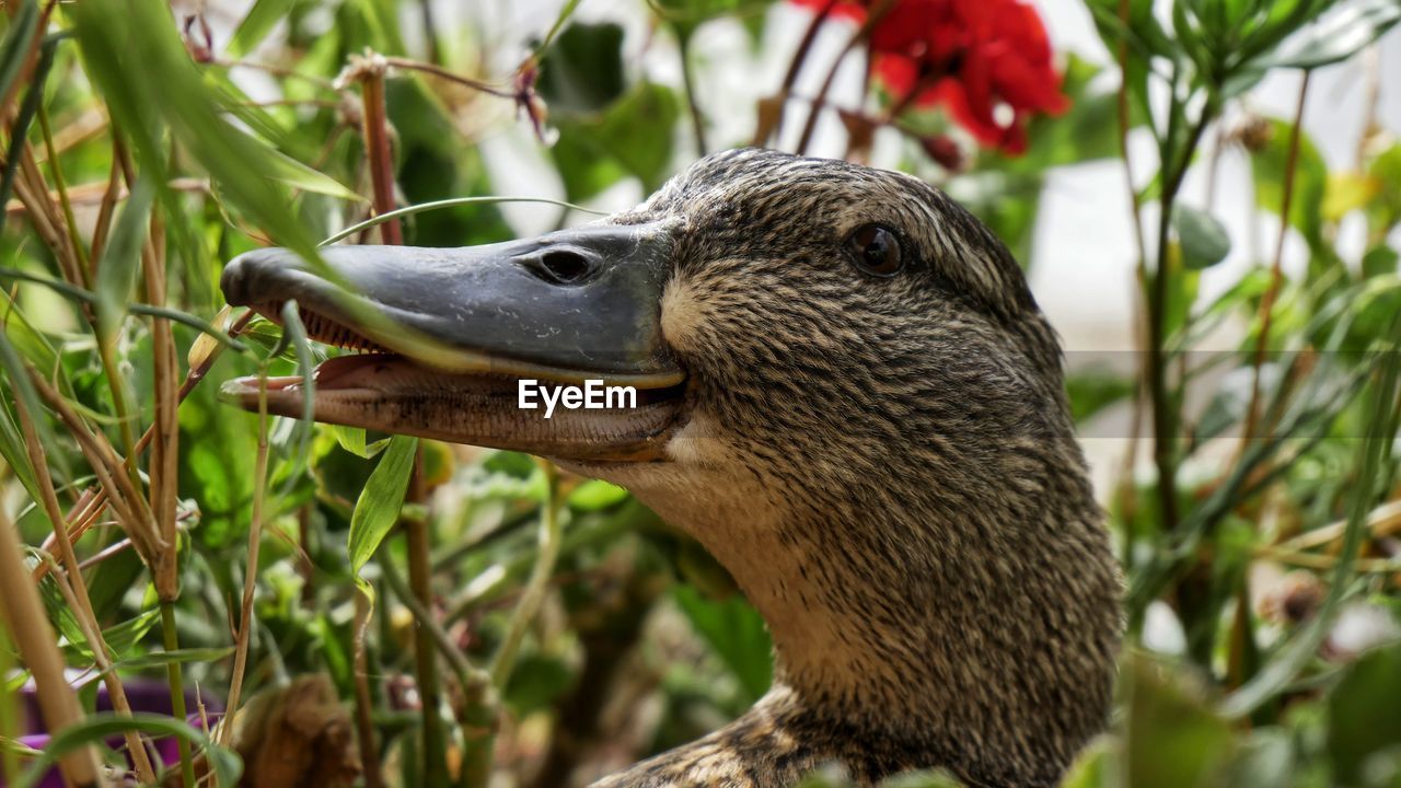 Close-up of bird against plants