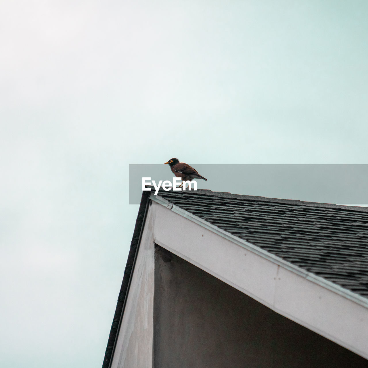LOW ANGLE VIEW OF BIRD PERCHING ON ROOF OF BUILDING AGAINST SKY