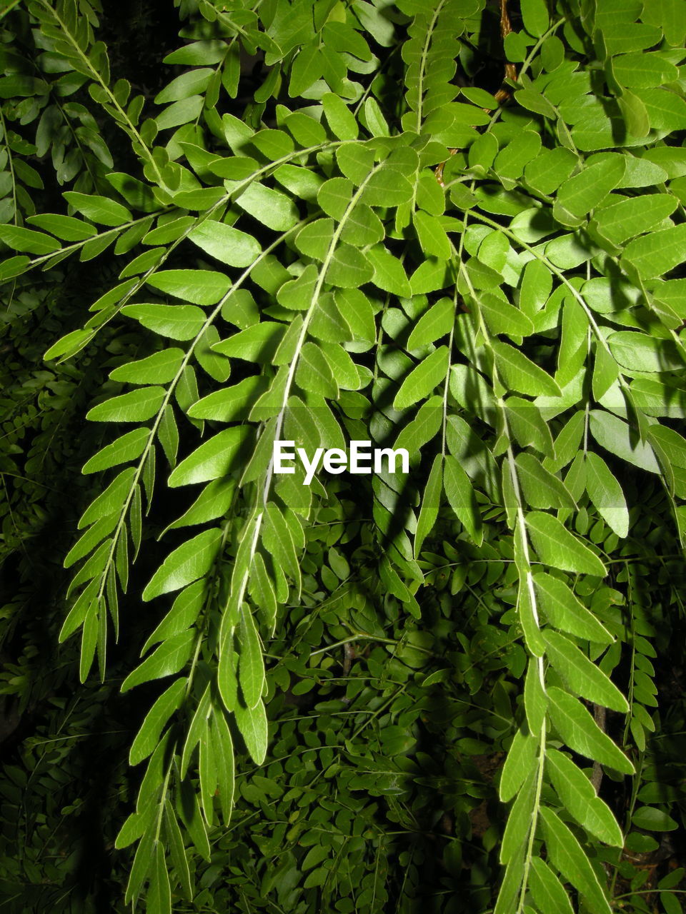 Full frame shot of fresh green leaves