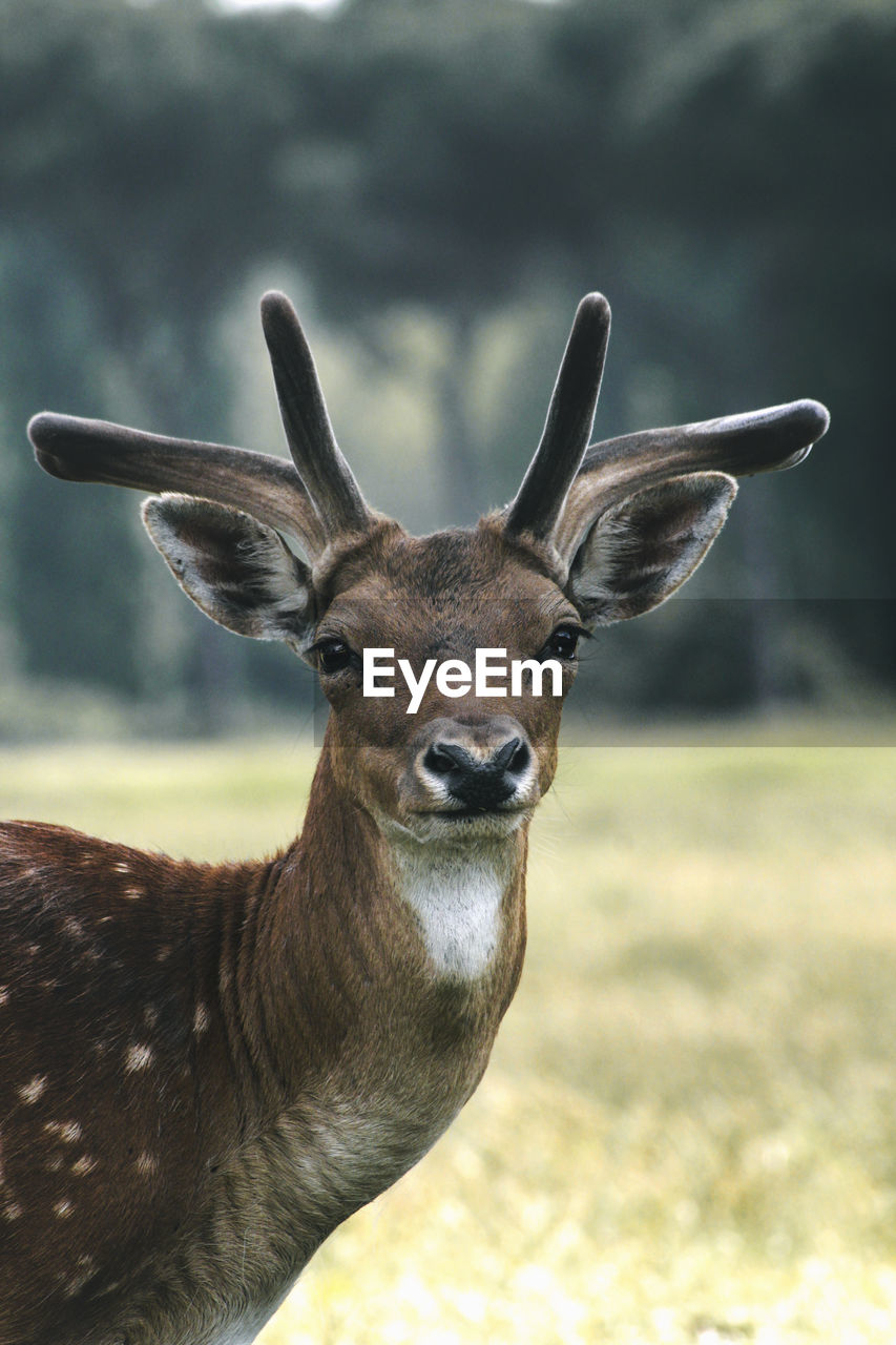 Portrait of deer