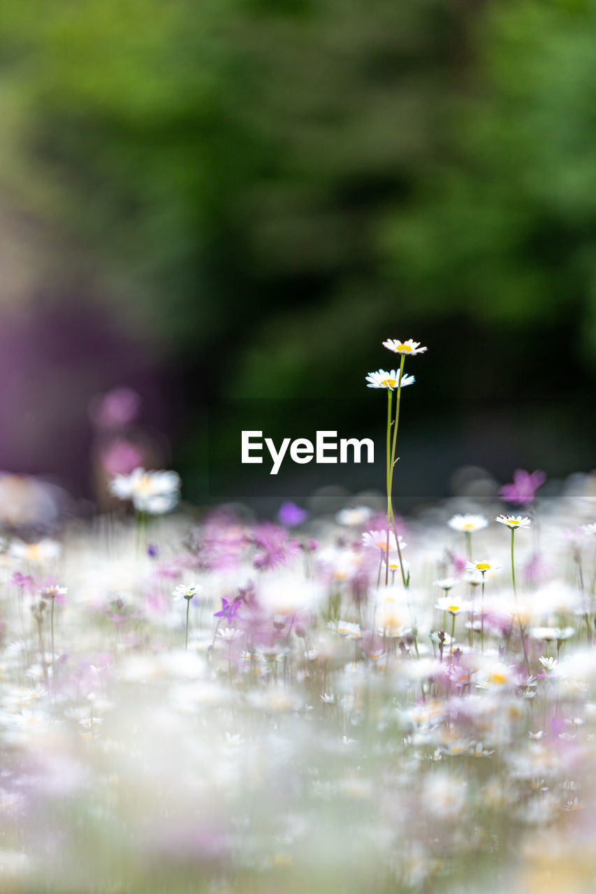 flower, flowering plant, plant, nature, green, freshness, beauty in nature, macro photography, selective focus, grass, blossom, fragility, close-up, leaf, purple, springtime, no people, meadow, defocused, outdoors, growth, summer, sunlight, water, wildflower, petal, plain, environment, day, flower head, multi colored, field, pink, land, ornamental garden, flowerbed, tranquility, front or back yard