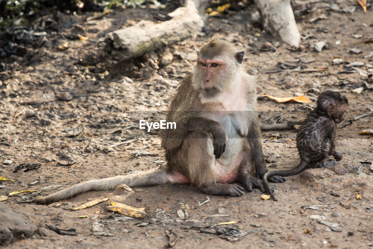 Long-tailed macaque with infant sitting on field in zoo