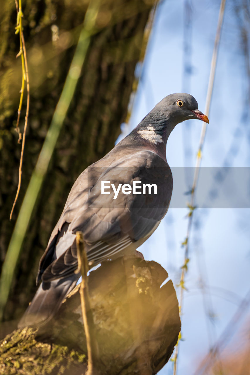 animal themes, bird, animal, animal wildlife, wildlife, nature, one animal, beak, perching, close-up, plant, tree, no people, outdoors, branch, day, beauty in nature, full length, focus on foreground