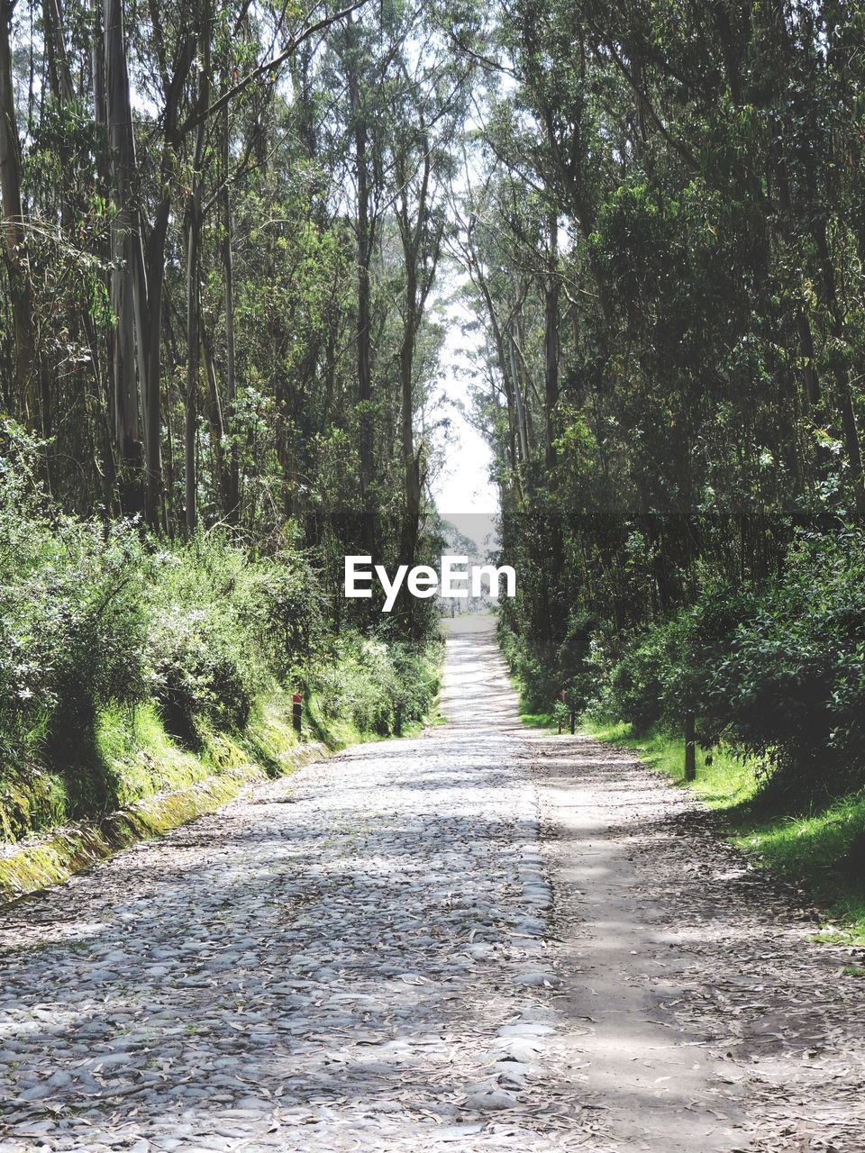 VIEW OF FOOTPATH AMIDST TREES IN FOREST