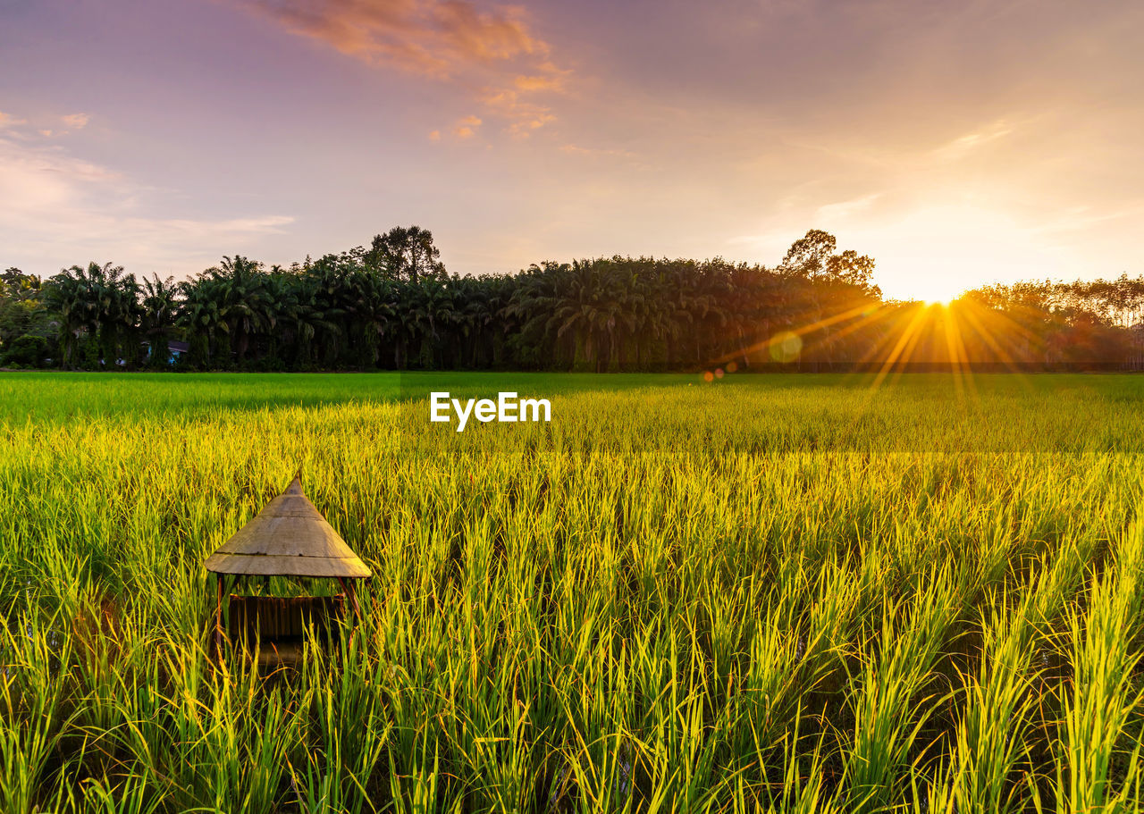 scenic view of agricultural field against sky during sunset