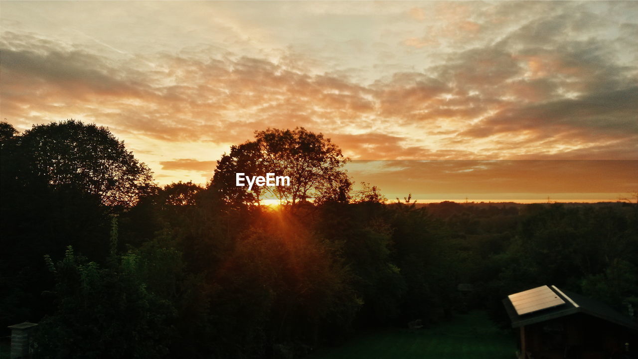 Silhouette of trees at sunset