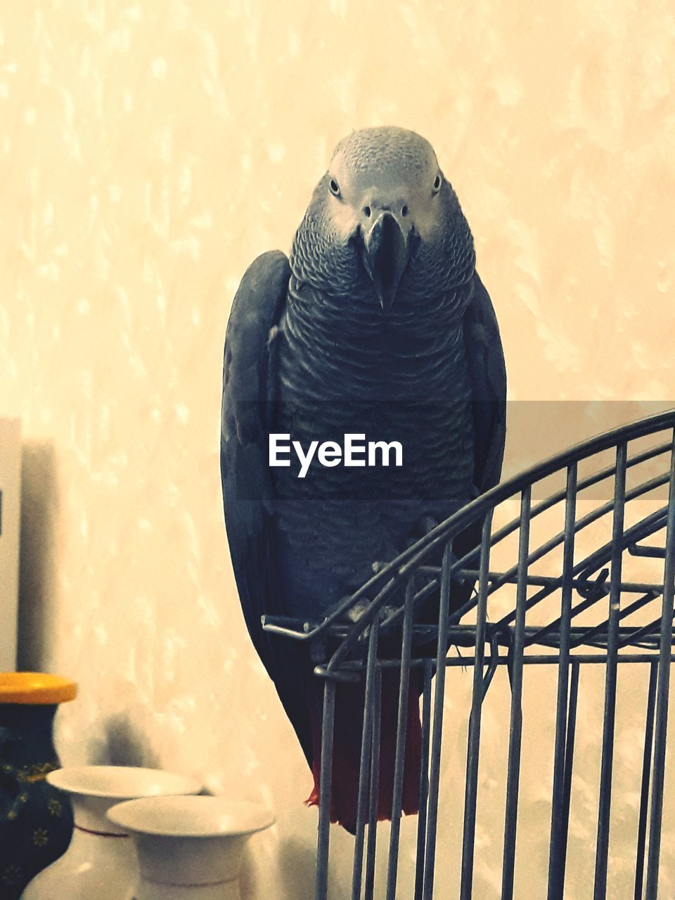 PORTRAIT OF BIRD PERCHING ON METAL RAILING