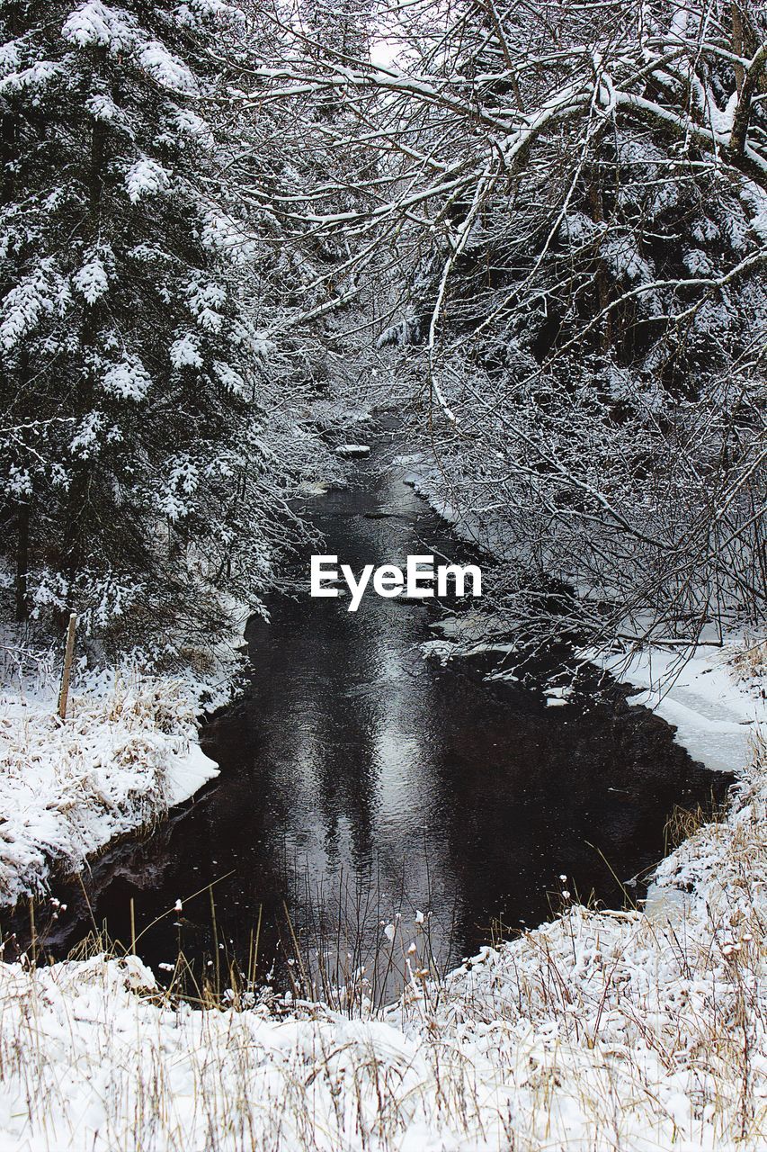 Stream amidst snow covered trees in forest