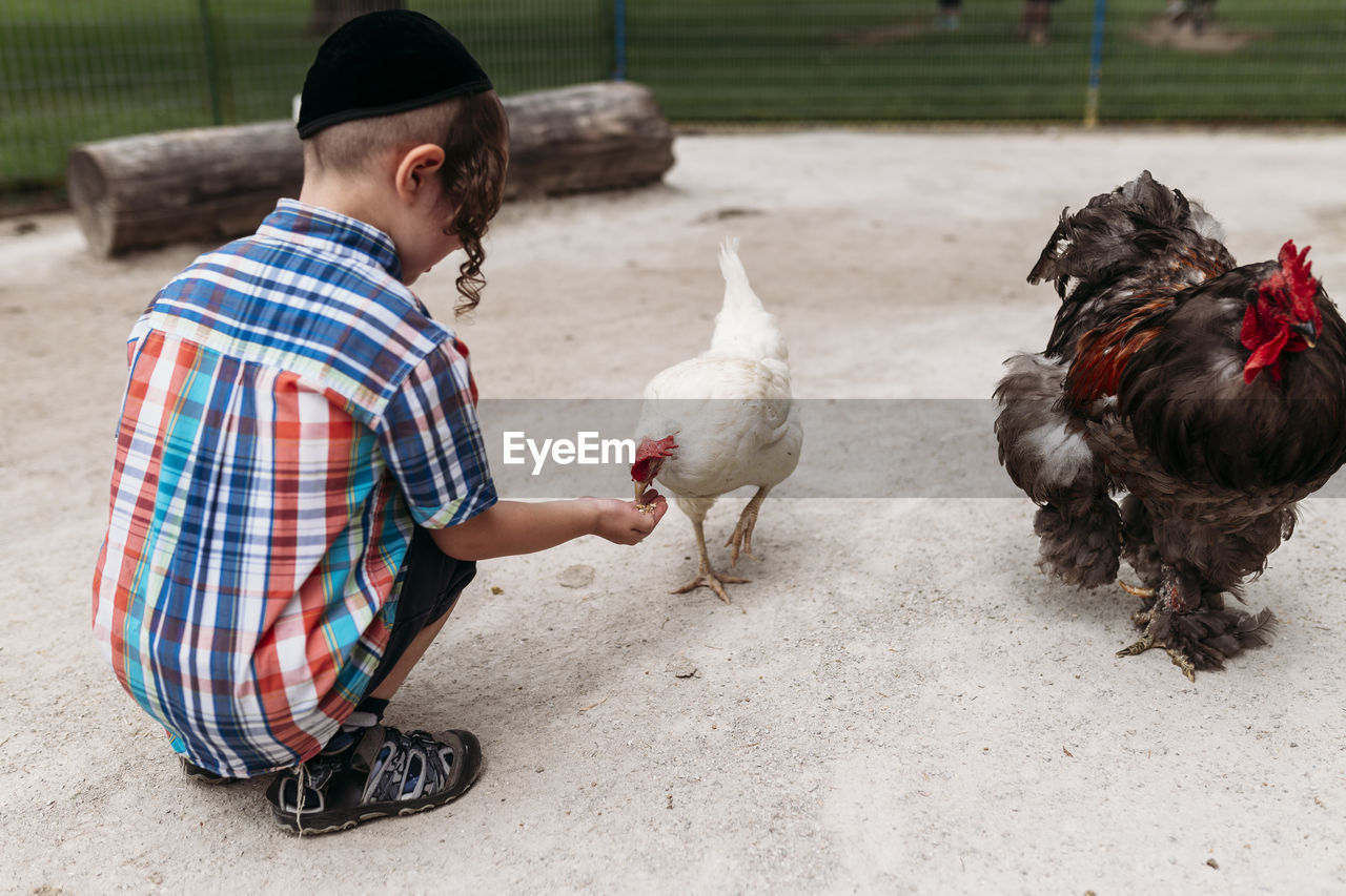 Full length of boy feeding hen while crouching at farm