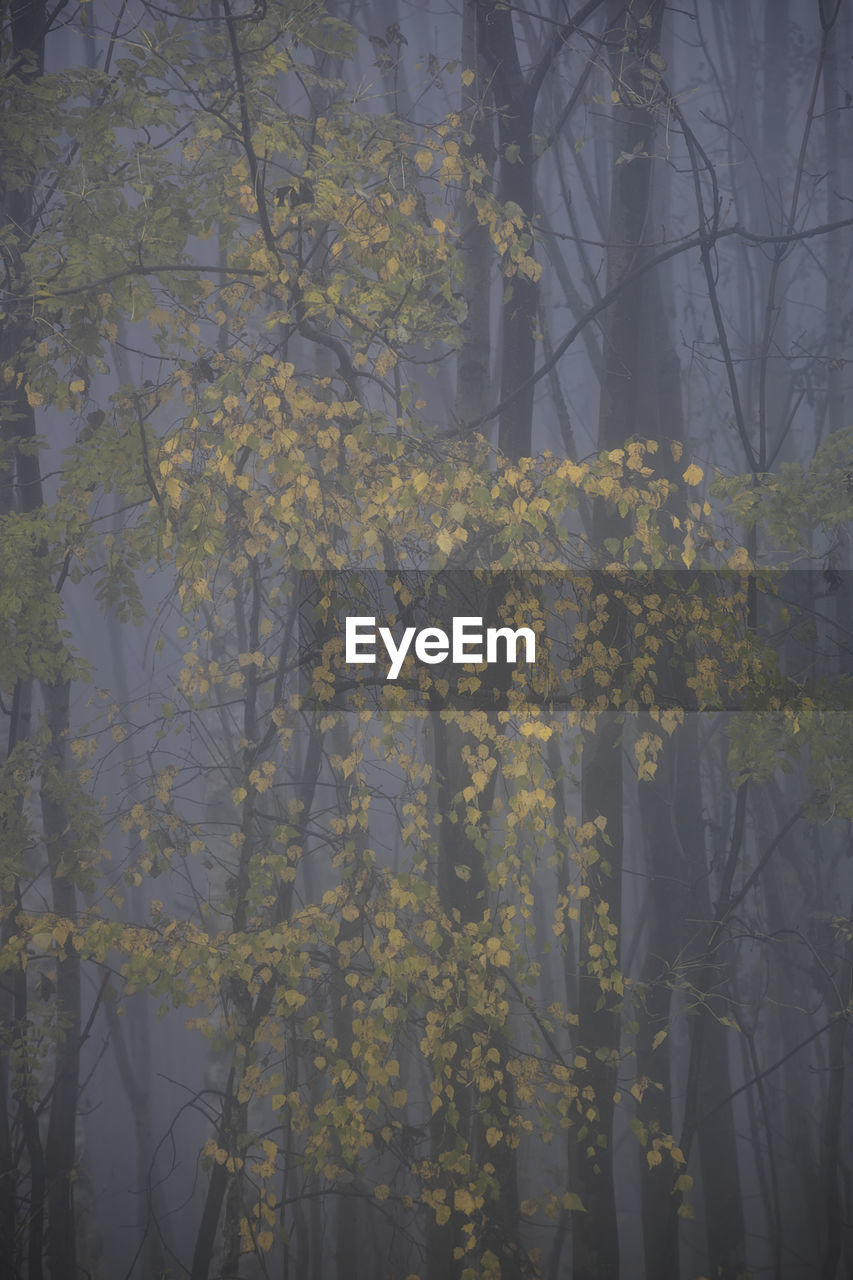 Scenic view of flowering trees in forest