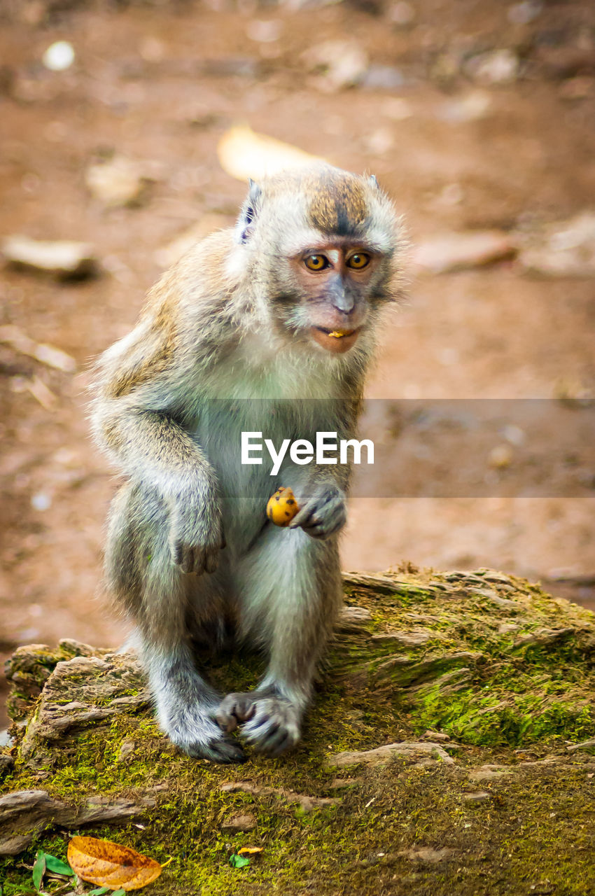 Portrait of monkey holding fruit sitting on rock