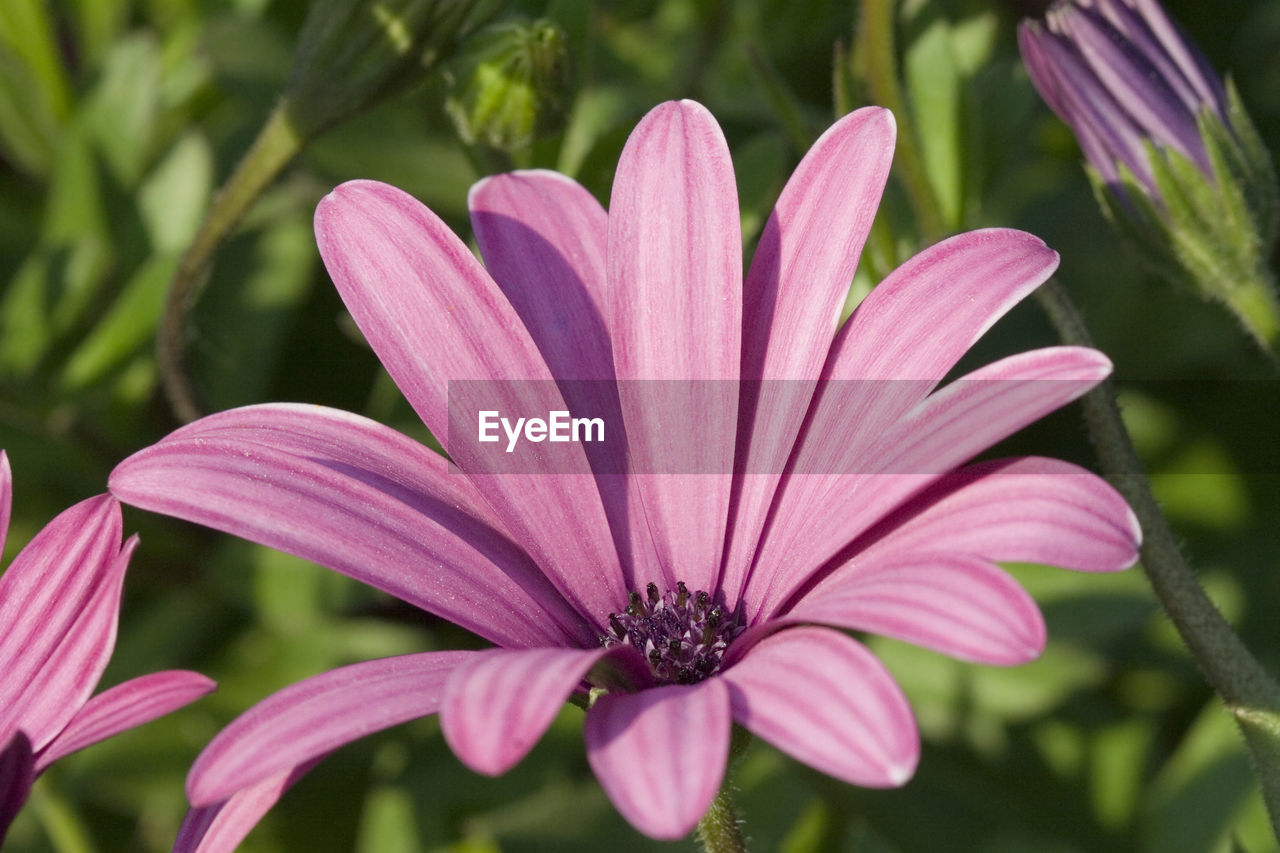 Close-up of pink flower blooming outdoors