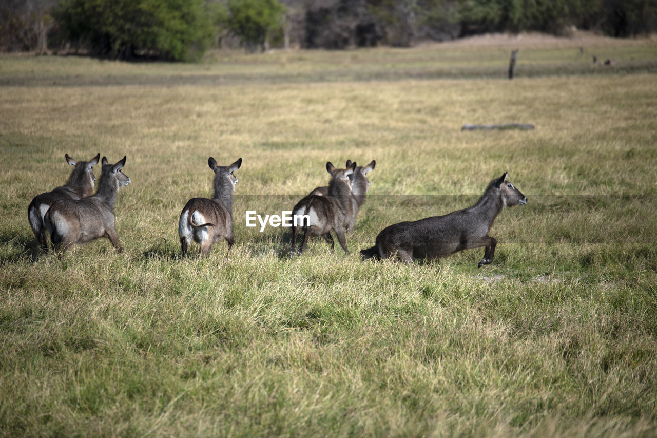 Flock of waterbucks in a field