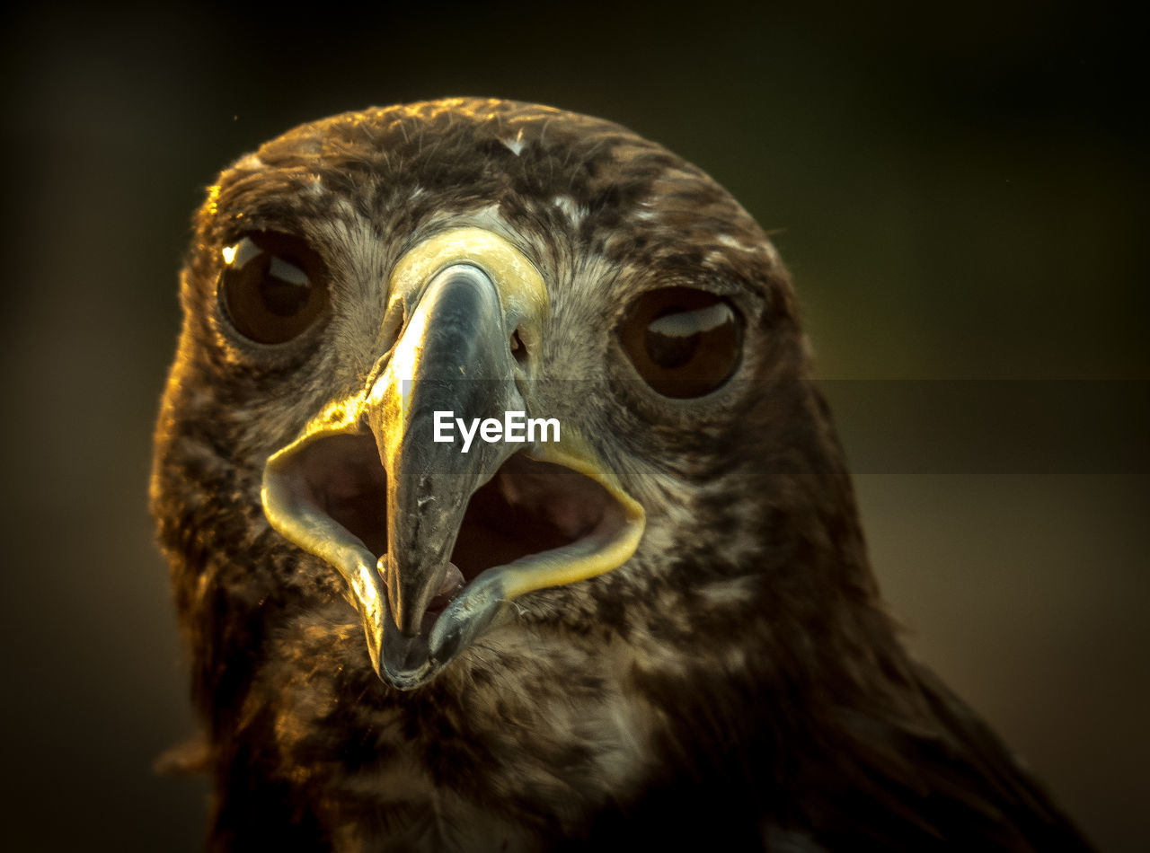 Close-up portrait of eagle