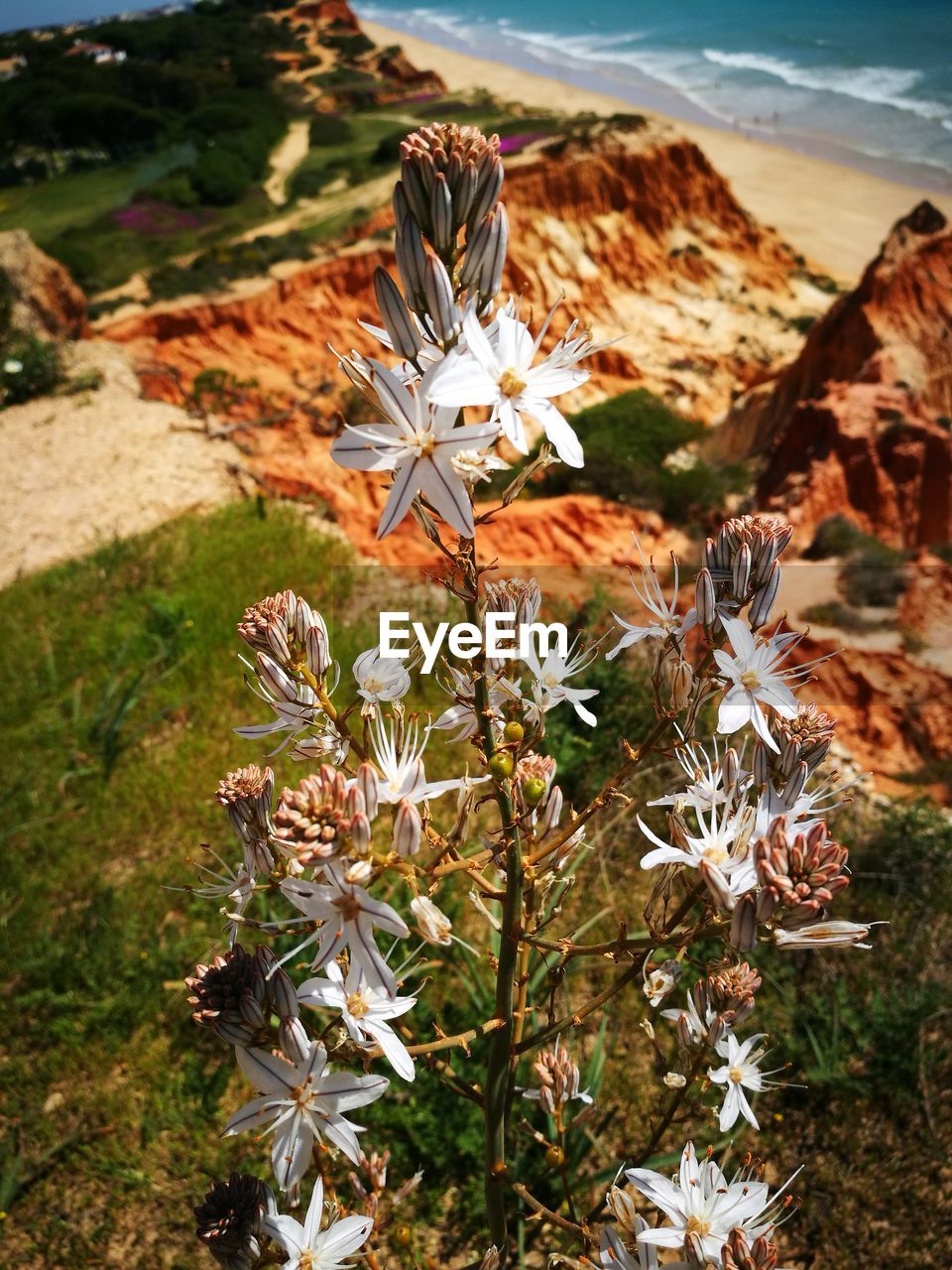 CLOSE-UP OF FLOWERS ON FIELD