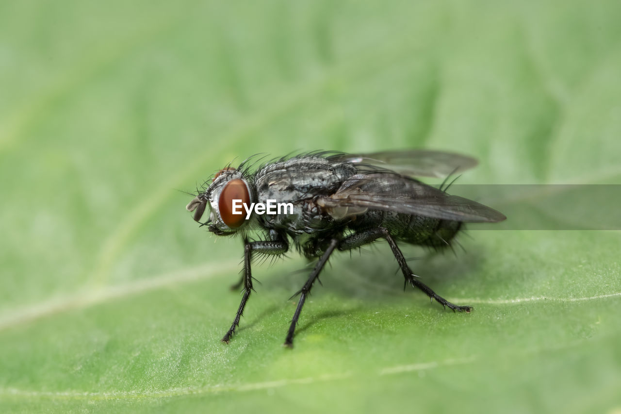 Close-up of insect on leaf