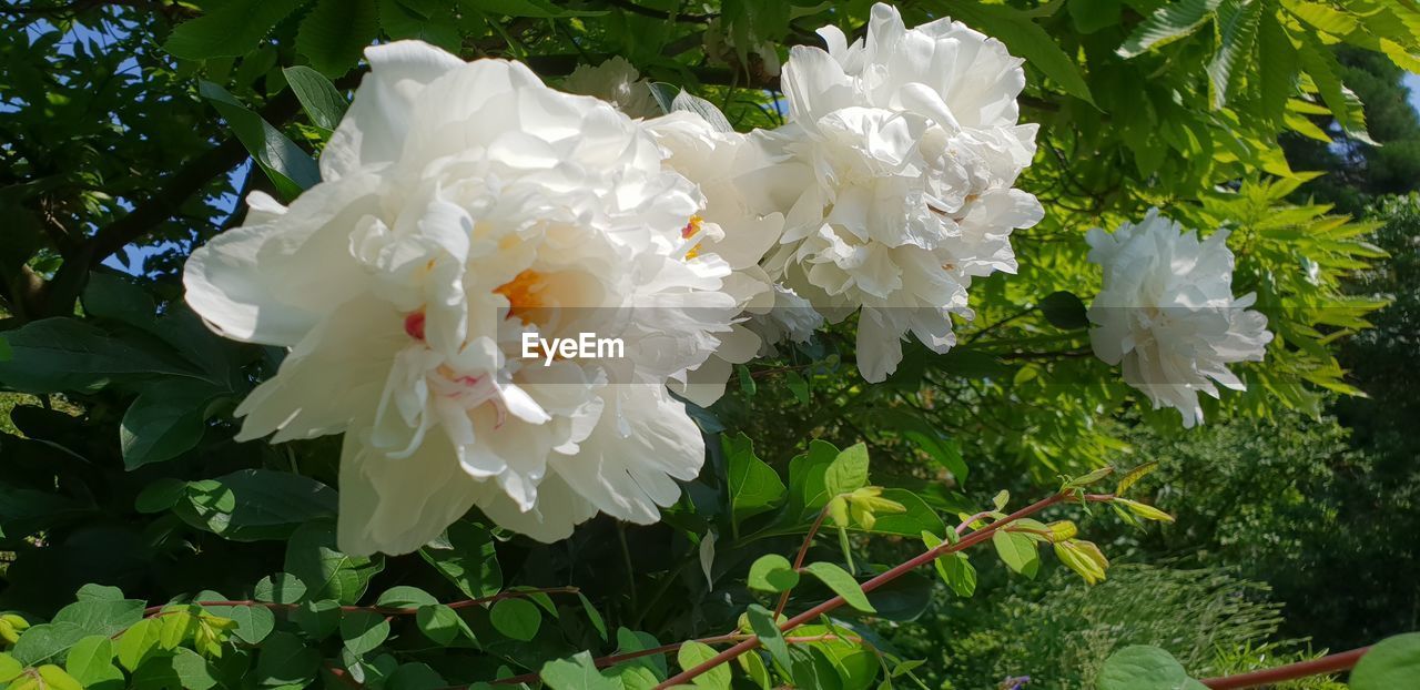 CLOSE-UP OF WHITE ROSE FLOWER