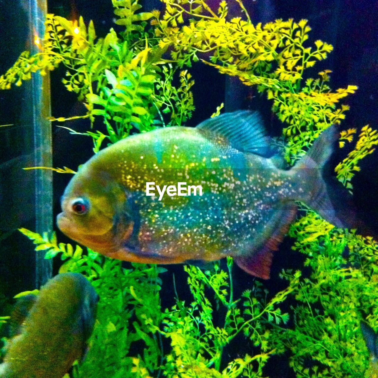 FISH SWIMMING IN AQUARIUM