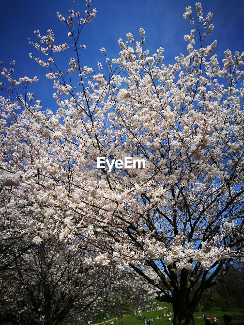 LOW ANGLE VIEW OF CHERRY BLOSSOM TREE