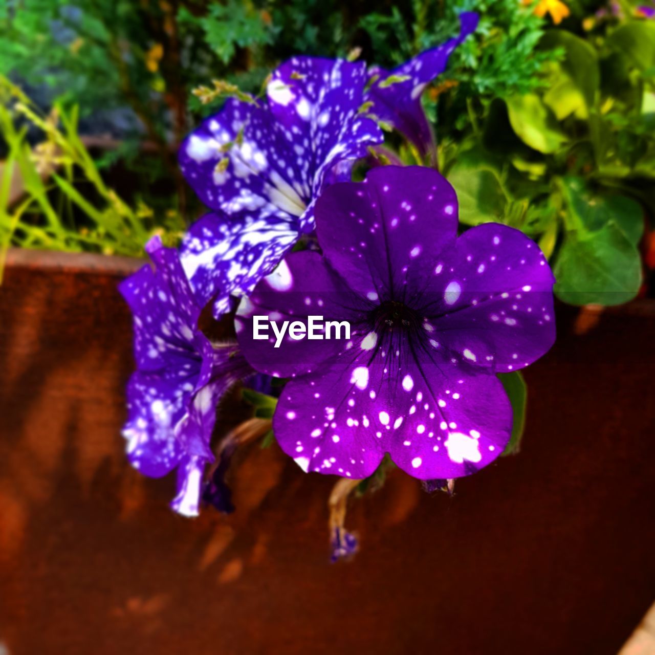 CLOSE-UP OF PURPLE FLOWER BLOOMING