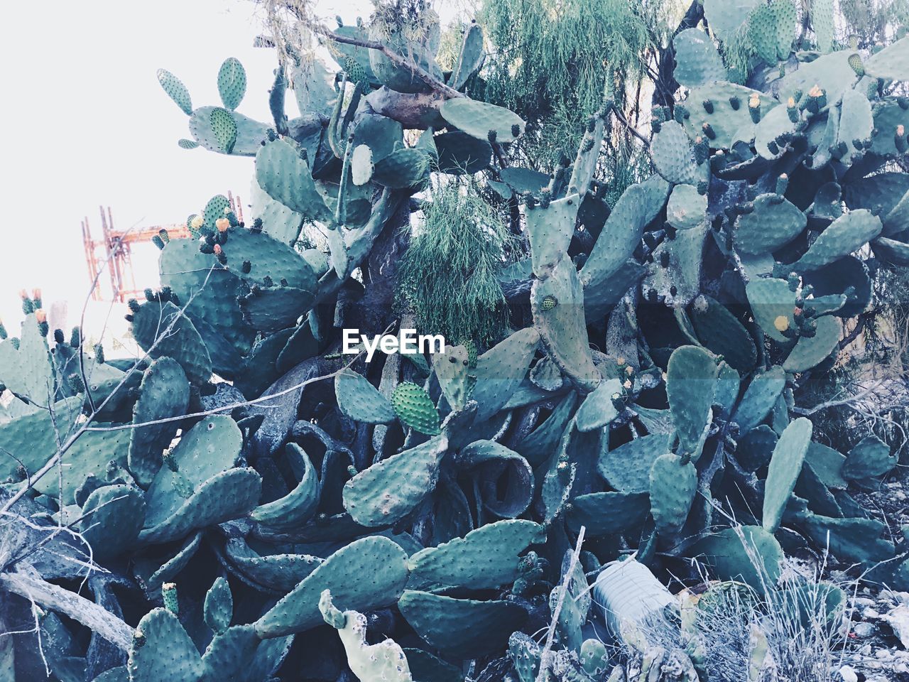 CLOSE-UP OF SUCCULENT PLANT IN WINTER