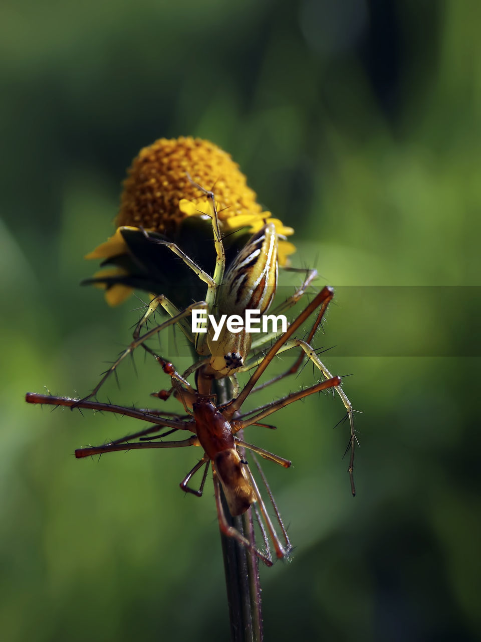 Close-up of insect on plant