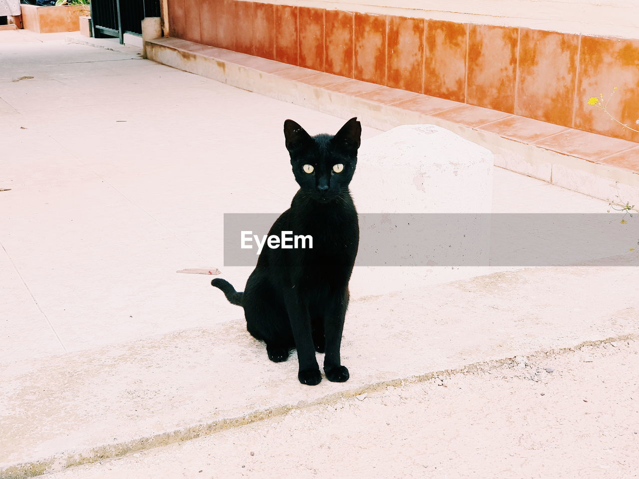 PORTRAIT OF BLACK CAT ON WALL