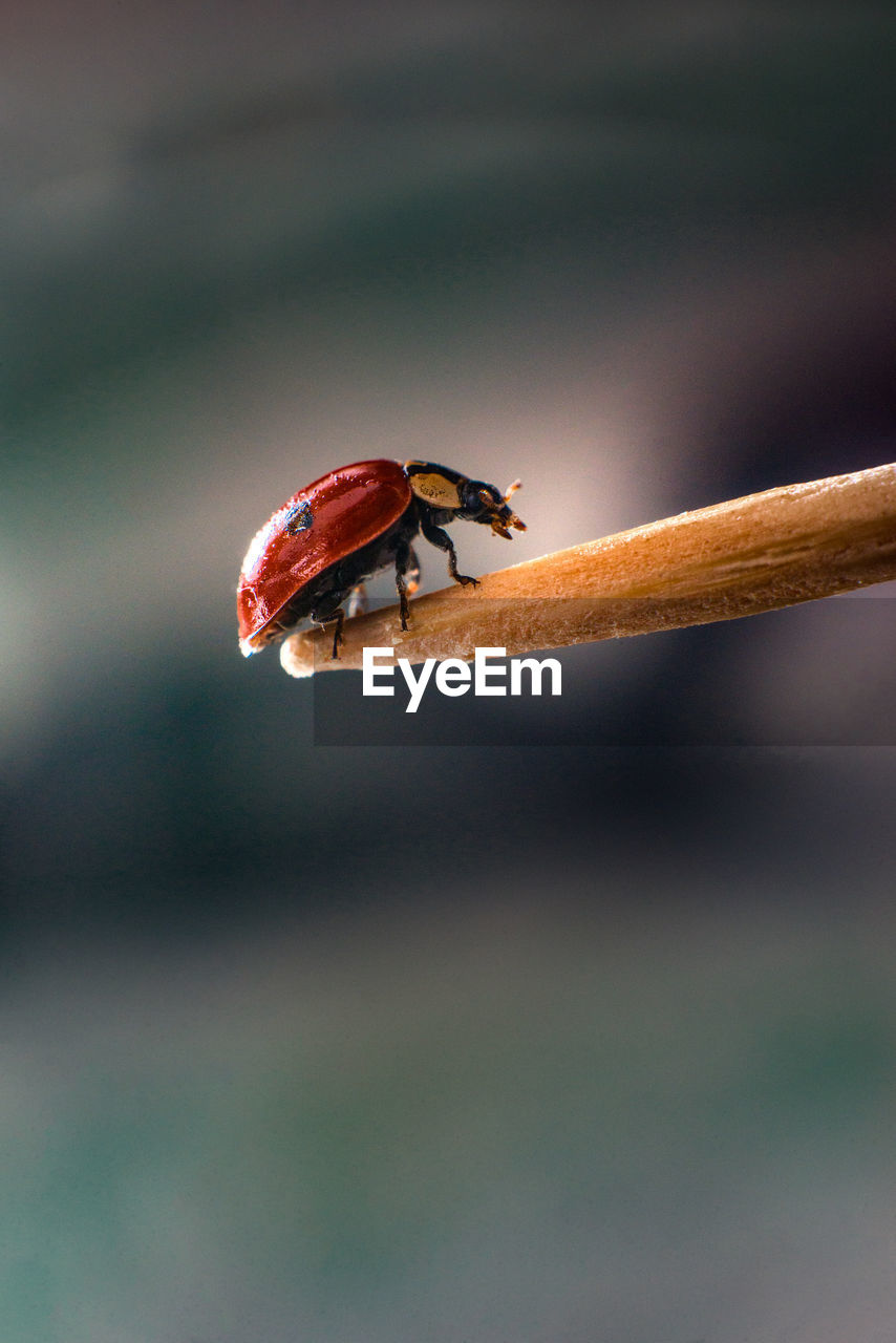 CLOSE-UP OF LADYBUG AGAINST BLURRED BACKGROUND